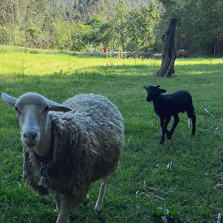 Casa Do Vale Vintem Condeixa-a-Nova