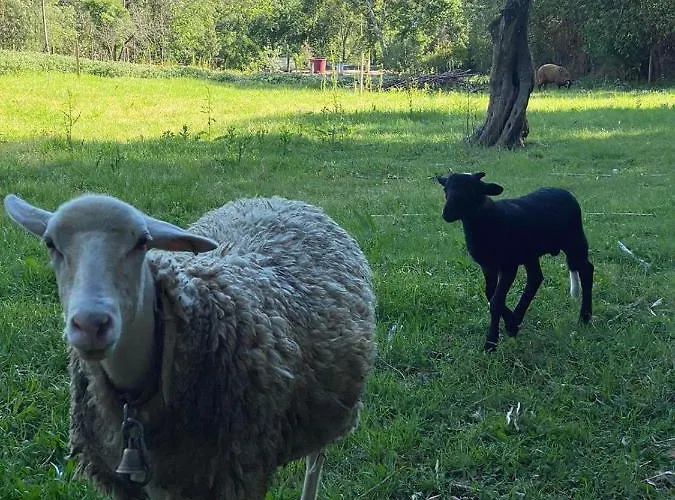 Casa Do Vale Vintém Condeixa-a-Nova